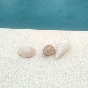3 white seashell decor